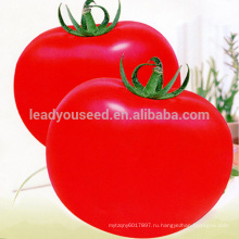 Т23 Baodian гибрид F1 детерминантный лучшие семена томатов цены